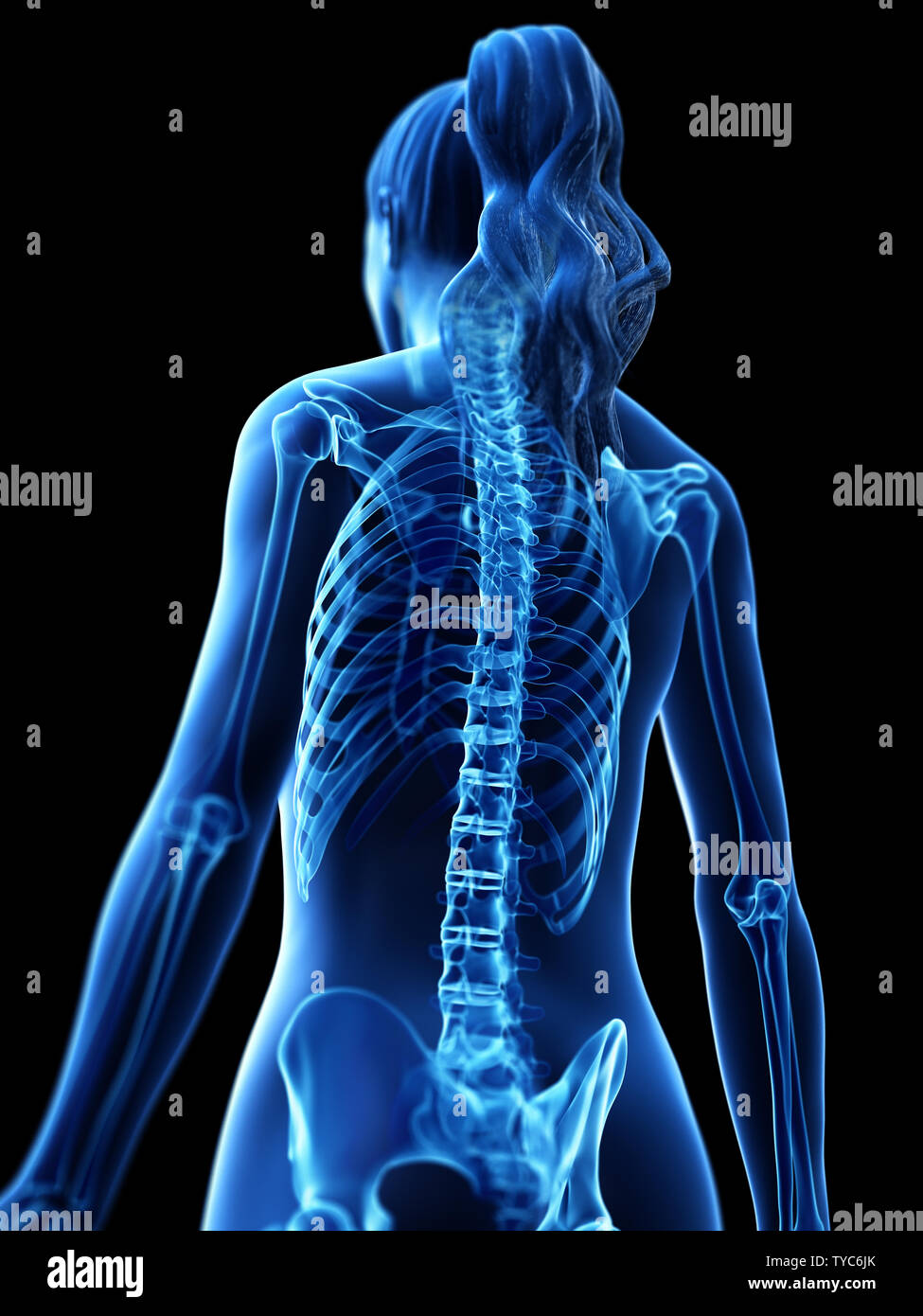 3d rendered medically accurate illustration of a womans skeletal back ...