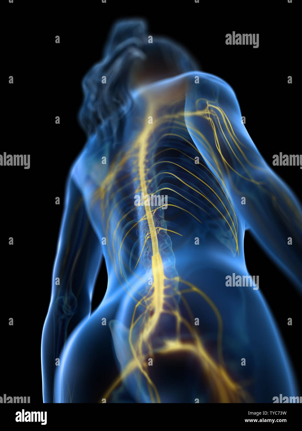 Spinal cord brain anatomy 3d hi-res stock photography and images - Alamy