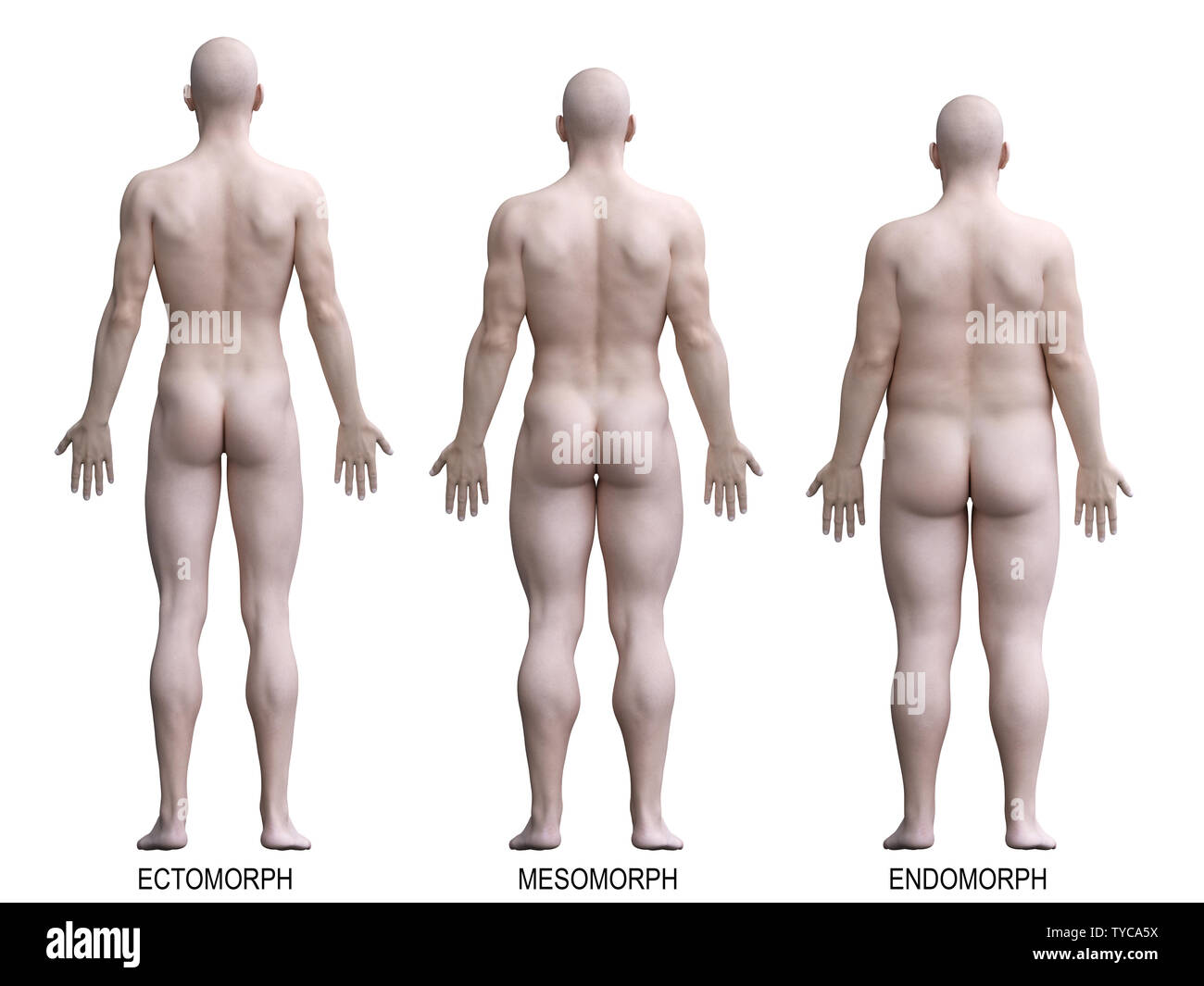 A 3D Illustration of a Female Body with Mesomorph Body Type Stock