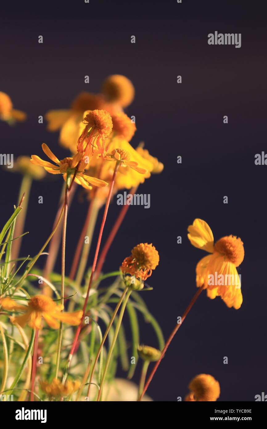 Bouquets of flowers series hi-res stock photography and images - Alamy