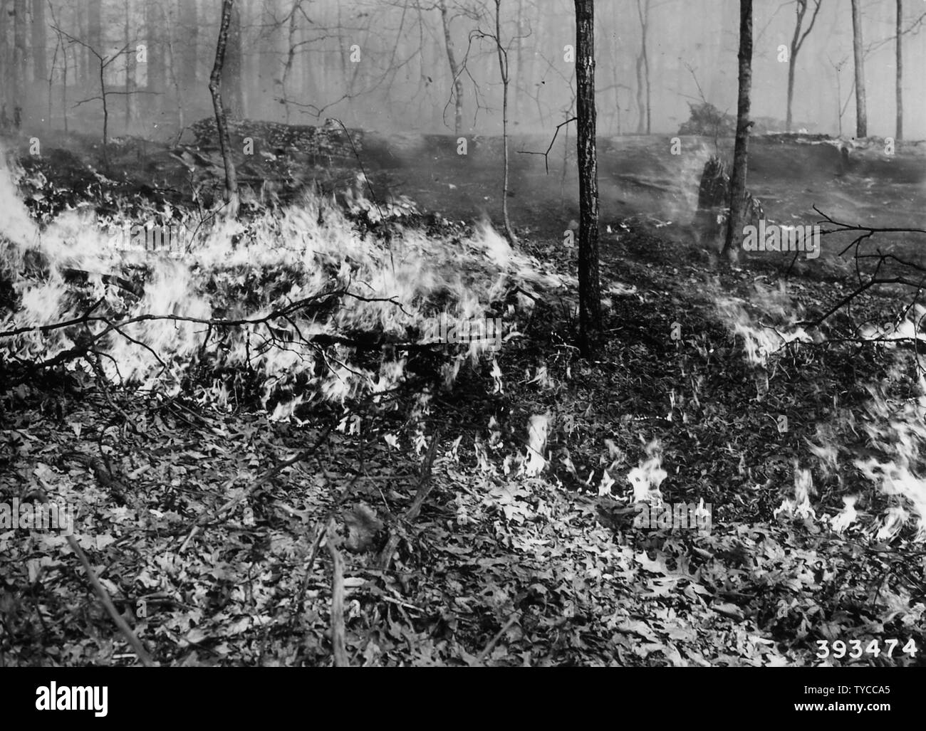 Photograph of Ground Fire Burning; Scope and content: Original caption ...