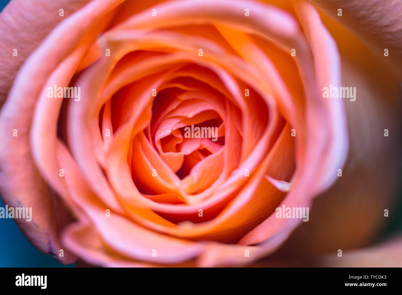Beautiful orange roses flower in garden Rose flower background Roses