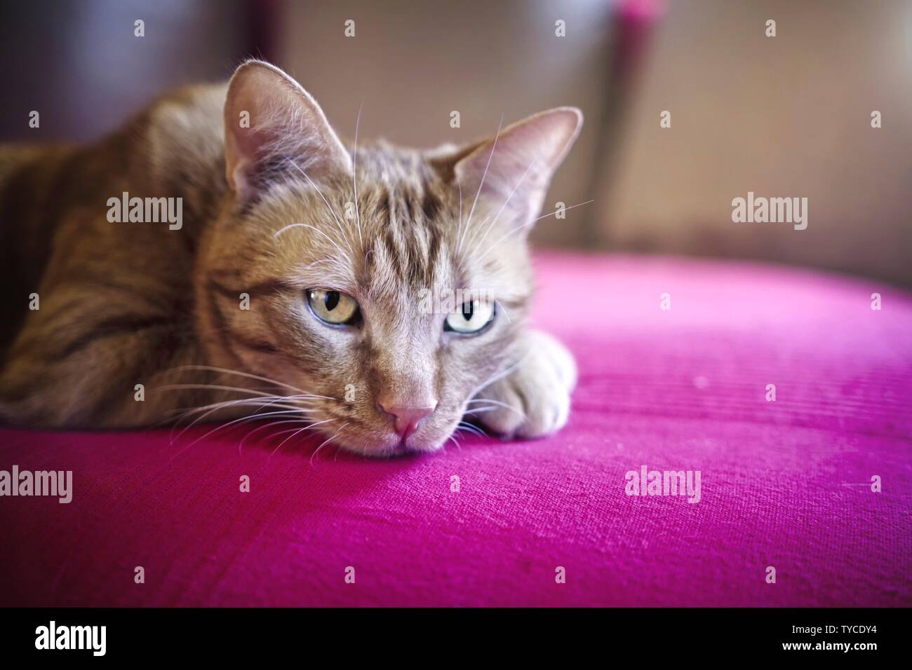 Cute ginger cat relaxing on sofa. Stock Photo