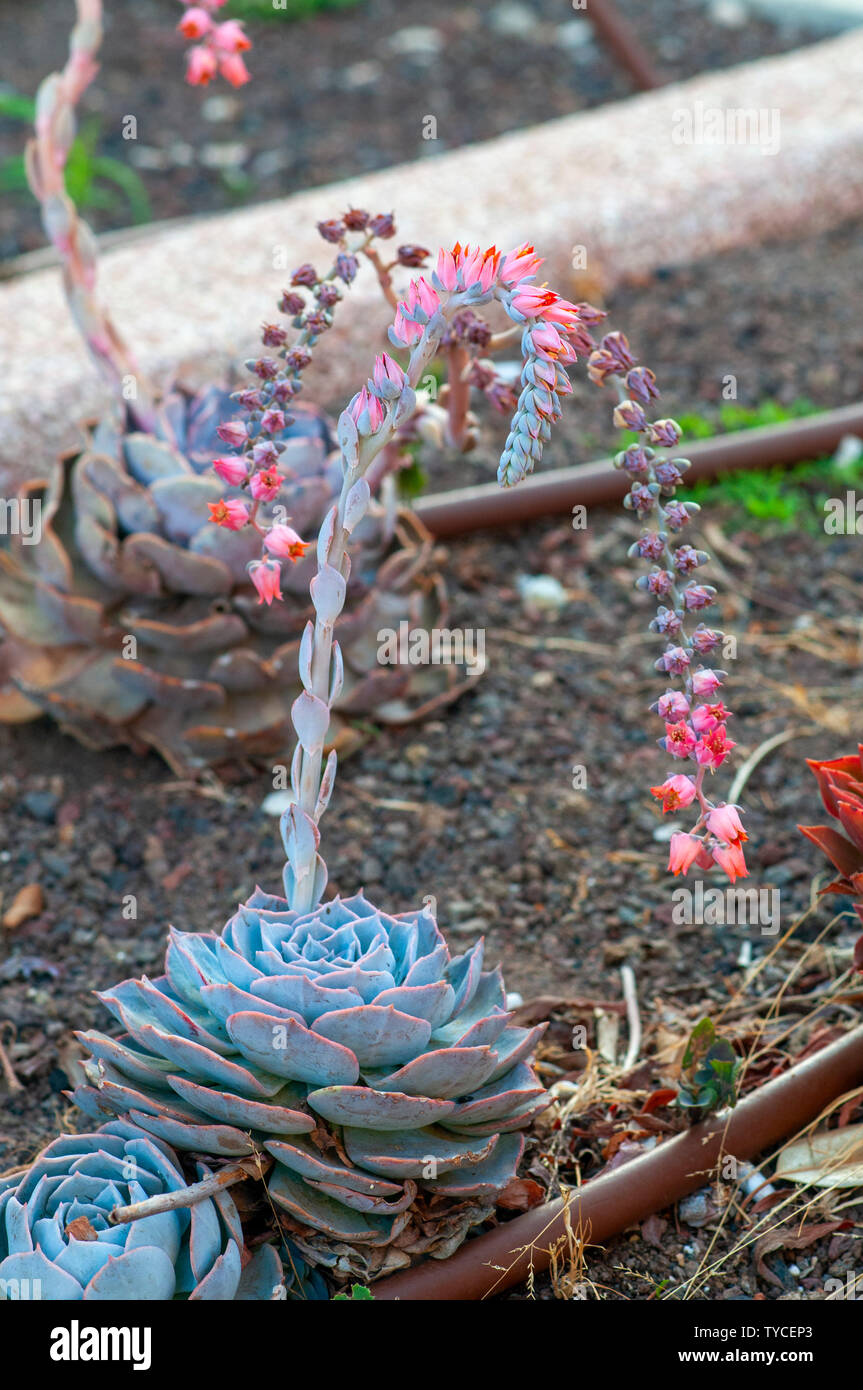 Flowering Echeveria Encantada. This is an impressive succulent up to 8 inches (20 cm) tall, that forms rosettes of fleshy, teardrop-shaped leaves with Stock Photo