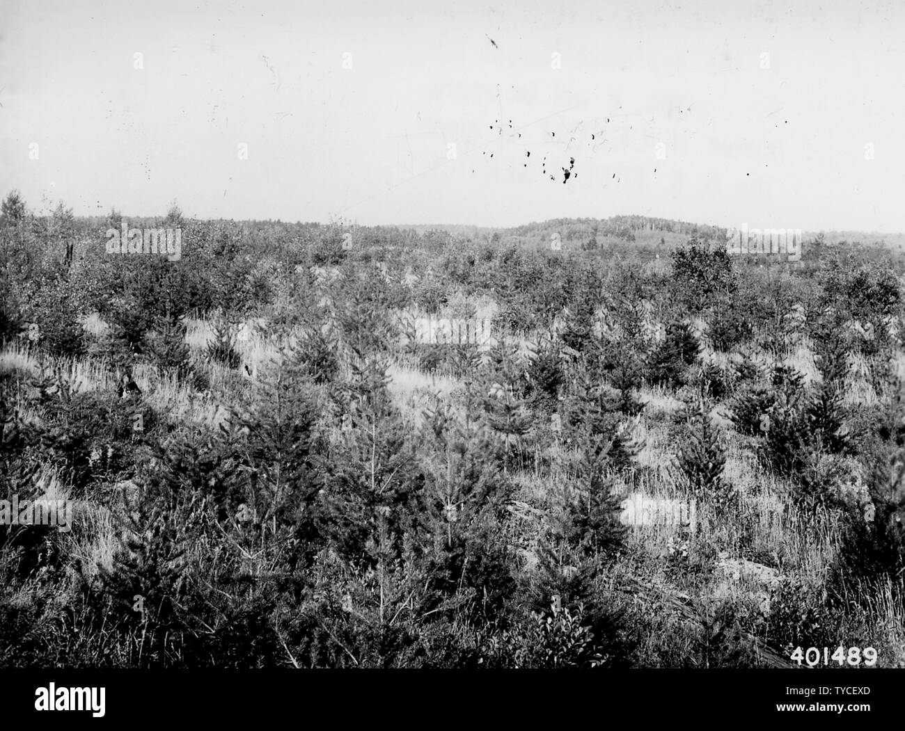 Photograph of Jack Pine Plantation; Scope and content Original caption
