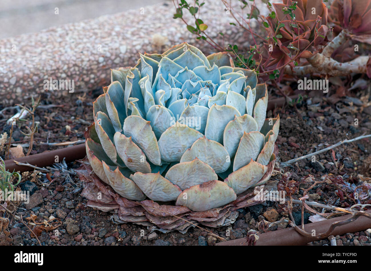 Echeveria Encantada is an impressive succulent up to 8 inches (20 cm) tall, that forms rosettes of fleshy, teardrop-shaped leaves with a frosty, white Stock Photo