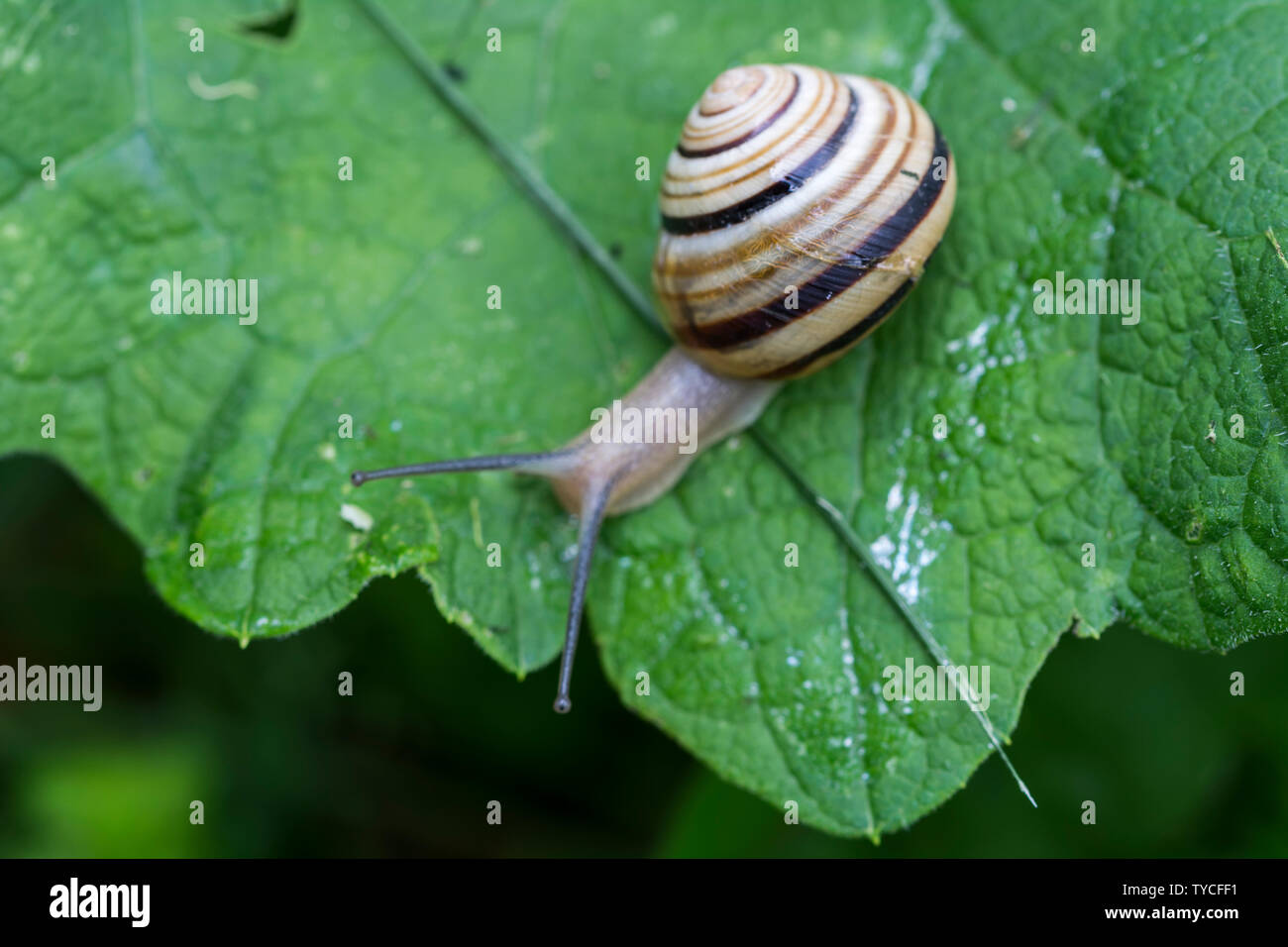 White-lipped snail  Cepaea hortensis  is very slightly smaller than the grove snail Stock Photo