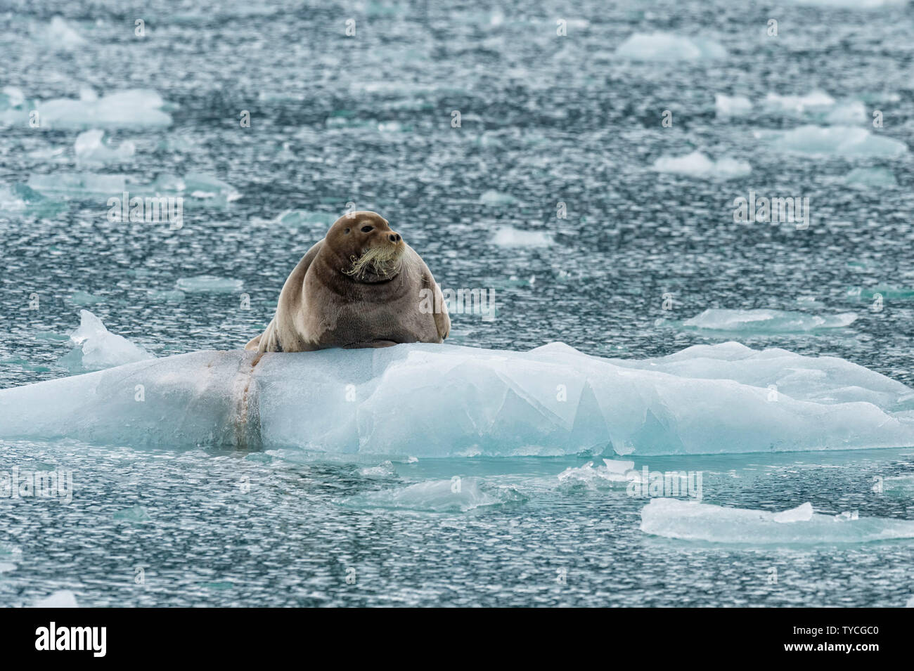 Bearded Seal (Erignathus barbatus) on pack ice, Liefdefjorden, Haakon VII Land, Spitsbergen Island, Svalbard Archipelago, Norway Stock Photo