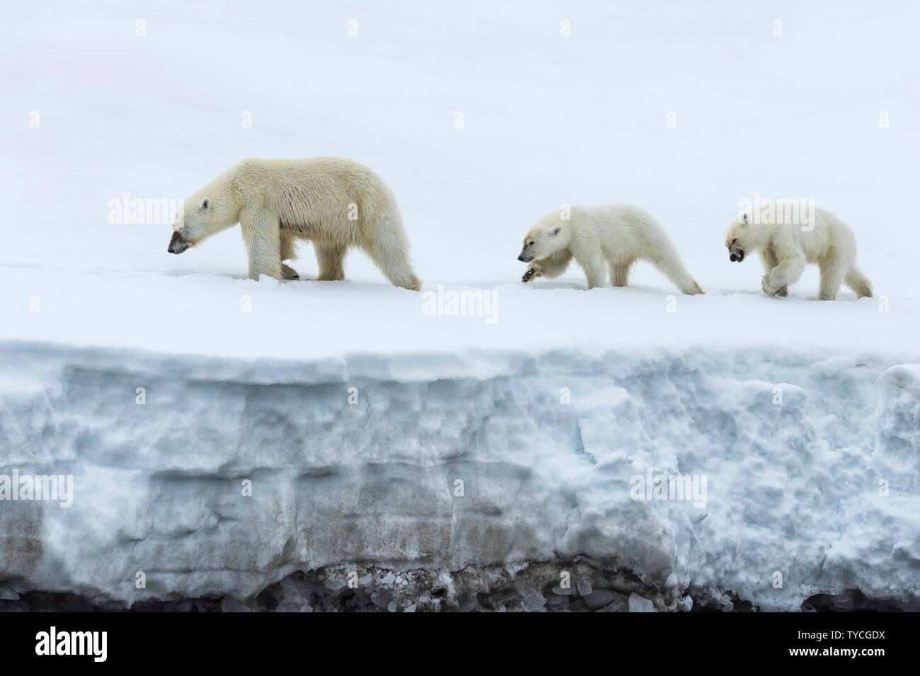 Polar bears family hi-res stock photography and images - Alamy
