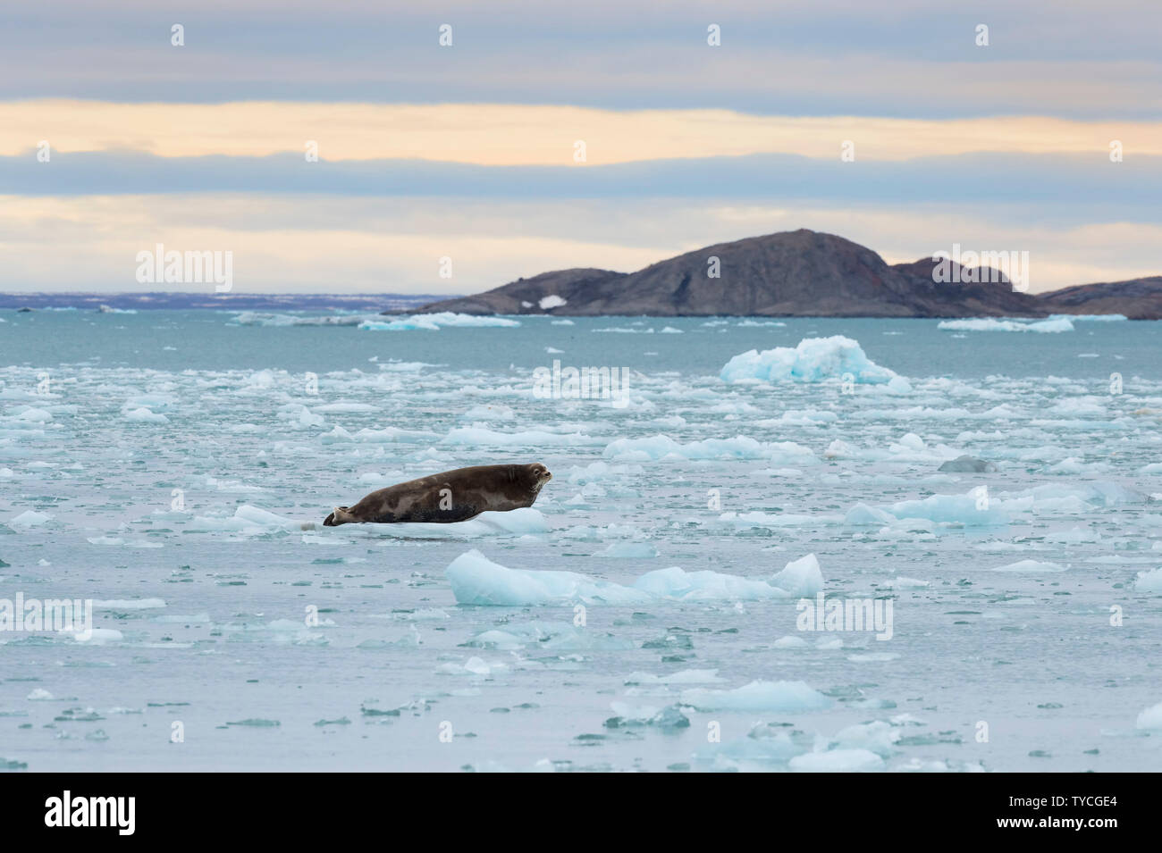 Bearded Seal (Erignathus barbatus) on pack ice, Liefdefjorden, Haakon VII Land, Spitsbergen Island, Svalbard Archipelago, Norway Stock Photo