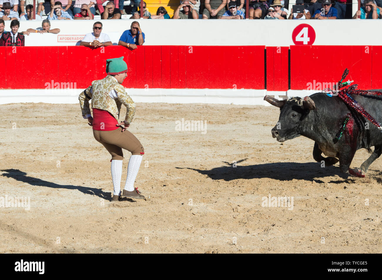 Bullfight in Alcochete, Forcado challenging bull and trying to stop it, Festas do Barrete Verde e das Salinas, Alcochete, Setubal Province, Portugal Stock Photo