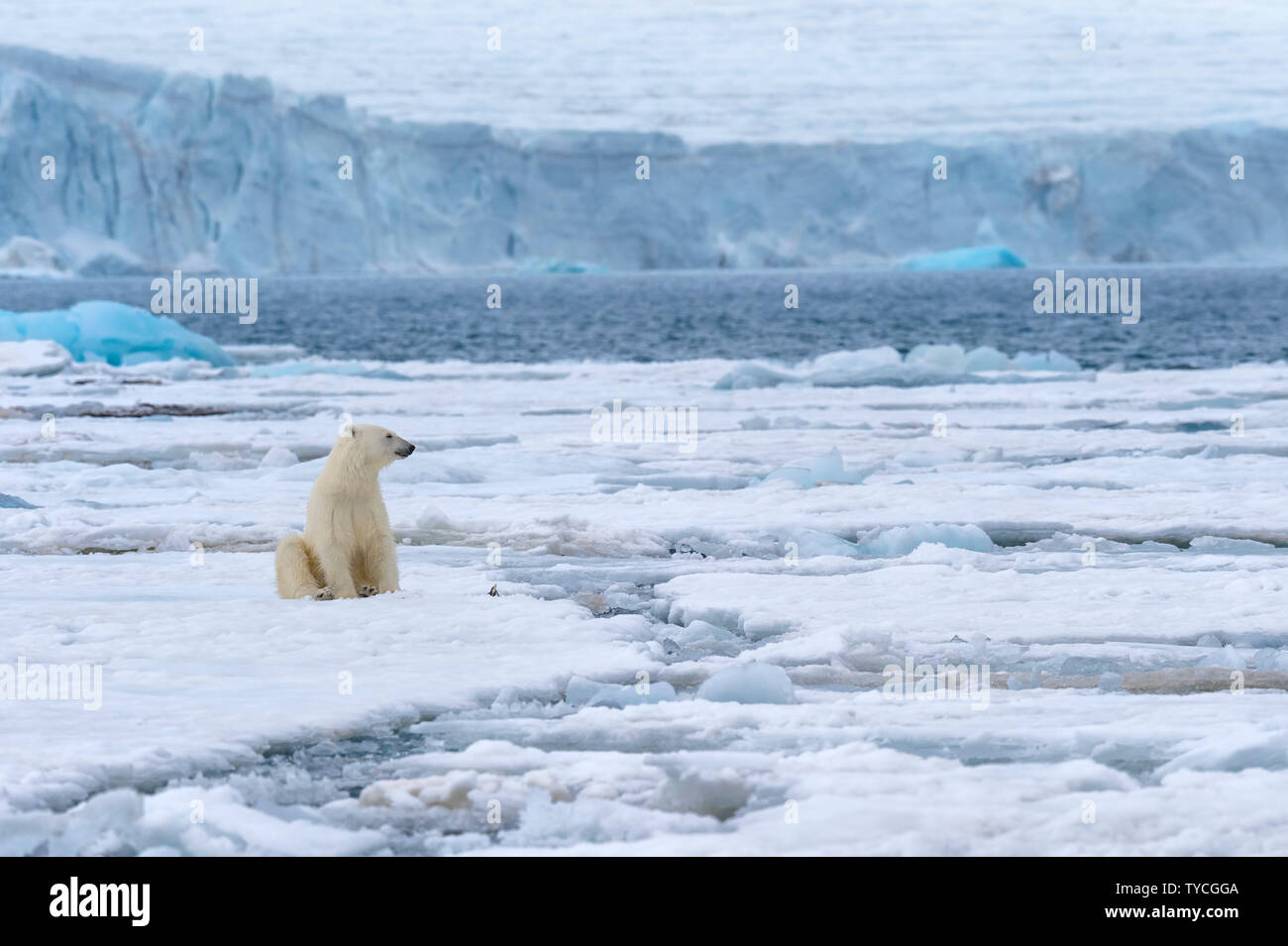 Female polar bear (Ursus maritimus) sitting on pack ice, Bjoernsundet, Hinlopen Strait, Spitsbergen Island, Svalbard Archipelago, Norway Stock Photo