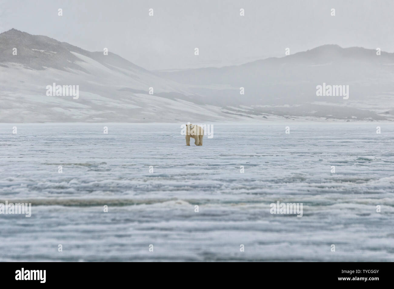 Female polar bear (Ursus maritimus) walking on ice floe, Bjoernsundet, Hinlopen Strait, Spitsbergen Island, Svalbard Archipelago, Norway Stock Photo