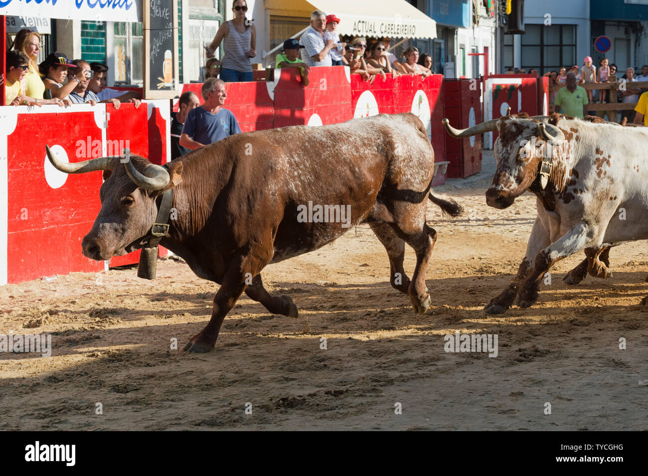 Traditional Largada de Toiros, Street Bullfight, Festas do Barrete Verde e das Salinas, Alcochete, Setubal Province, Portugal Stock Photo