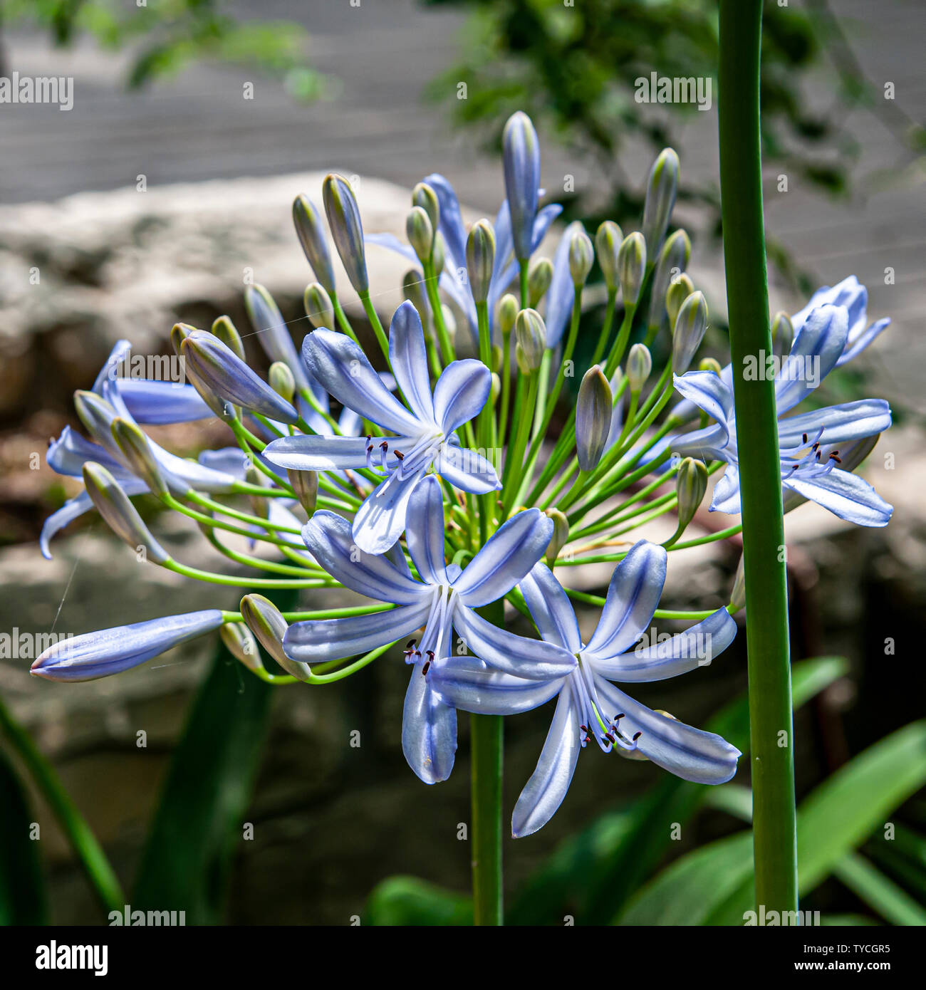 Blue African lily (Agapanthus) flowers in a garden. Photographed in