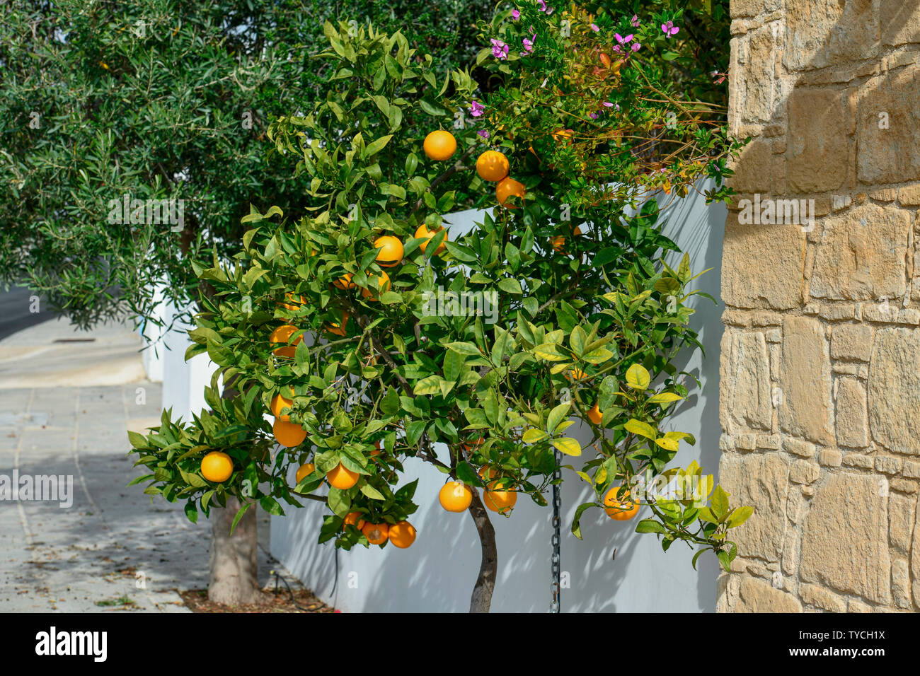 Cyprus fruit hires stock photography and images Alamy