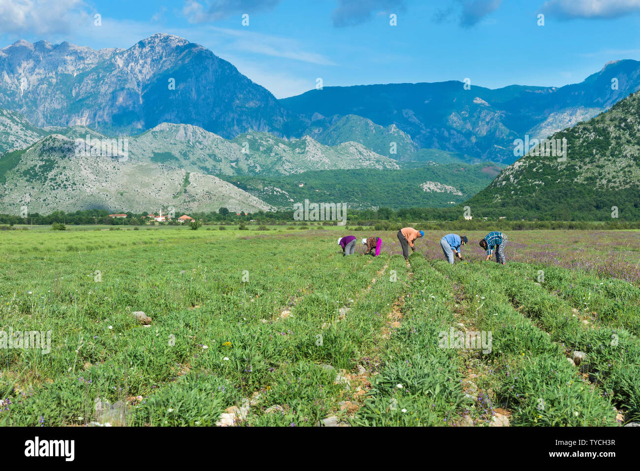 People working in field, near Albanian border, Montenegro Stock Photo