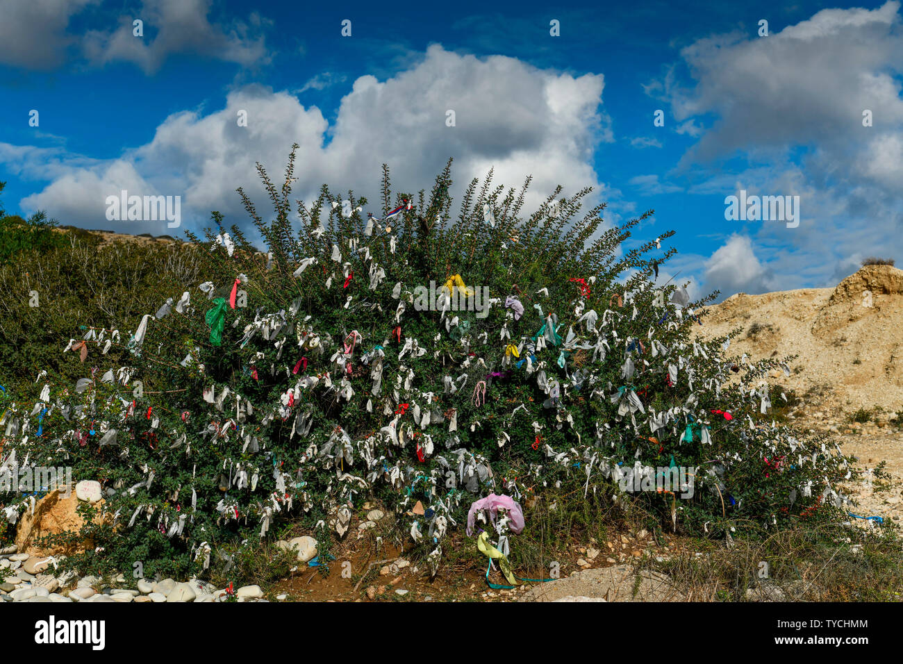 Wish tree, tree of wishes, Petra tou Romiou, Cyprus Stock Photo