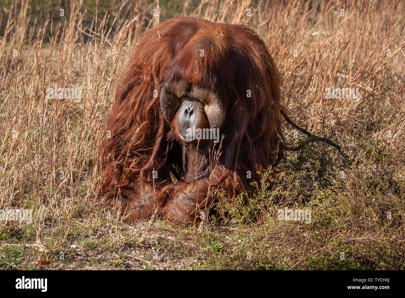 A male orangutan at the Richmond Metro Zoo in Virginia. Stock Photo