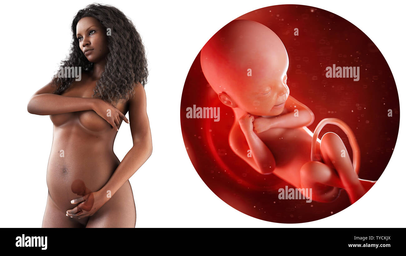 3d rendered medically accurate illustration of a pregnant black woman - week 24 Stock Photo hq image