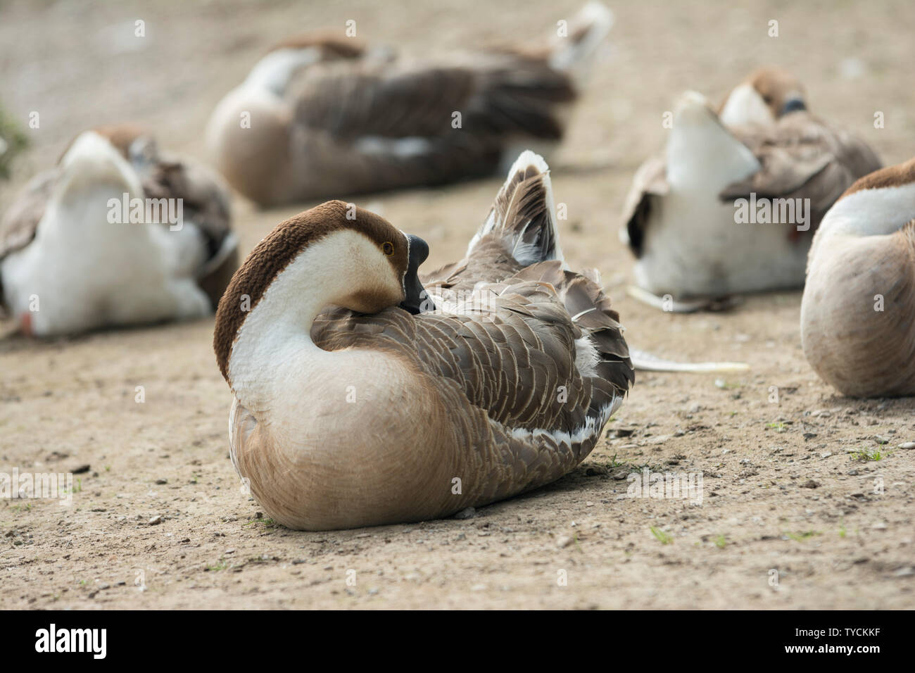 Canada goose zug germany hotsell