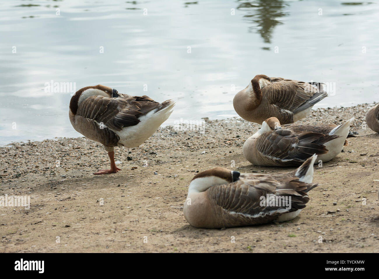 Canada goose zug germany hotsell