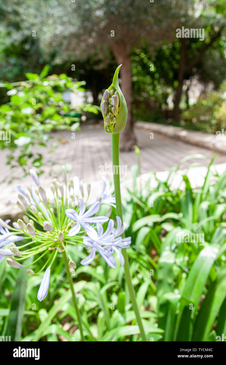 Blue African lily (Agapanthus) flowers in a garden. Photographed in