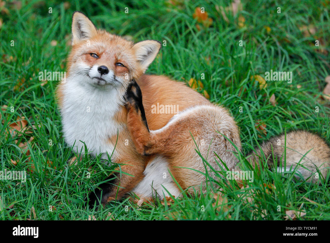 Red fox, (Vulpes vulpes) Stock Photo