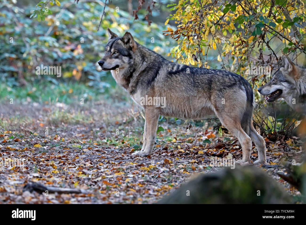 European wolf, (canis lupus), captive Stock Photo