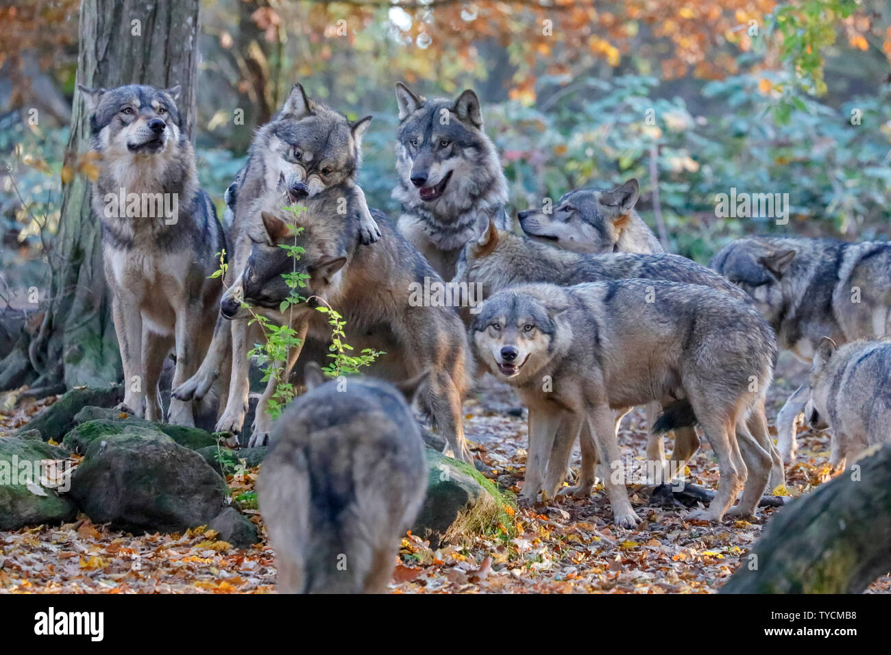 European wolf, (canis lupus), captive Stock Photo