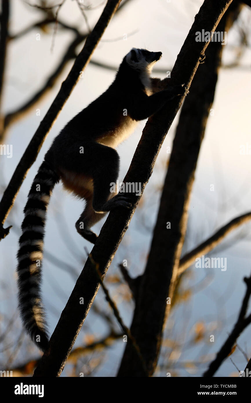 ring-tailed lemur, (Lemur catta), captive Stock Photo