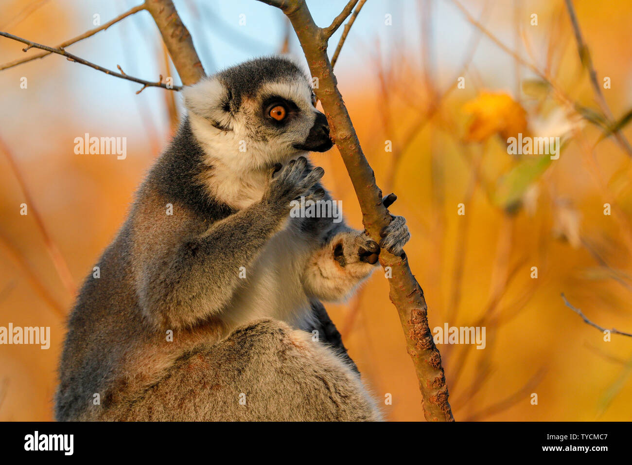 ring-tailed lemur, (Lemur catta), captive Stock Photo