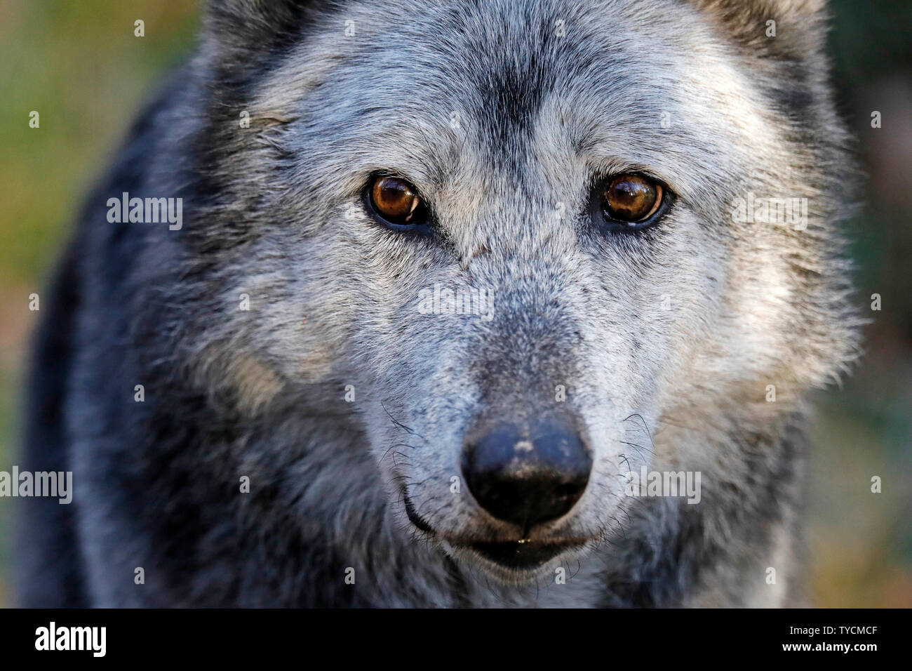 Timberwolf, wolf, (Canis lupus lycaon), captive Stock Photo