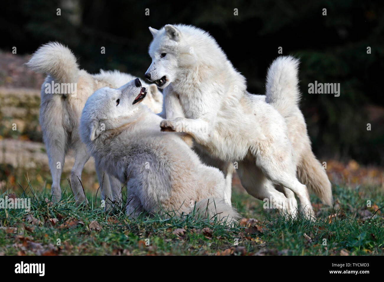 Arctic wolf, (Canis lupus arctos), captive Stock Photo