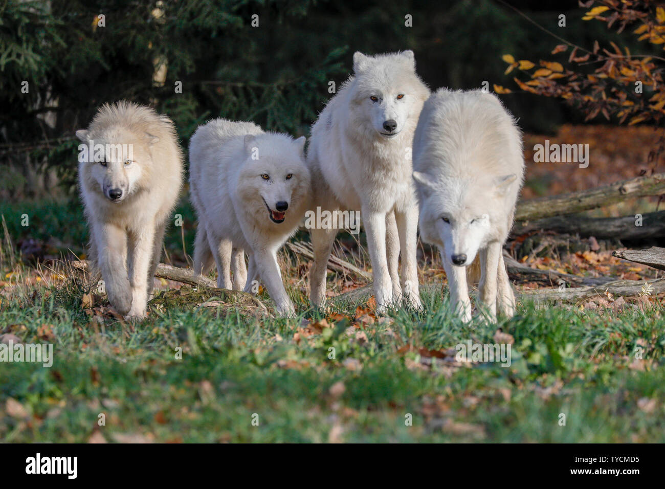 Arctic Wolf Canis Lupus Arctos Captive Stock Photo Alamy