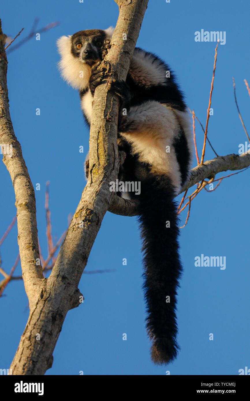 black-and-white ruffed lemur, (Varecia variegata), captive Stock Photo