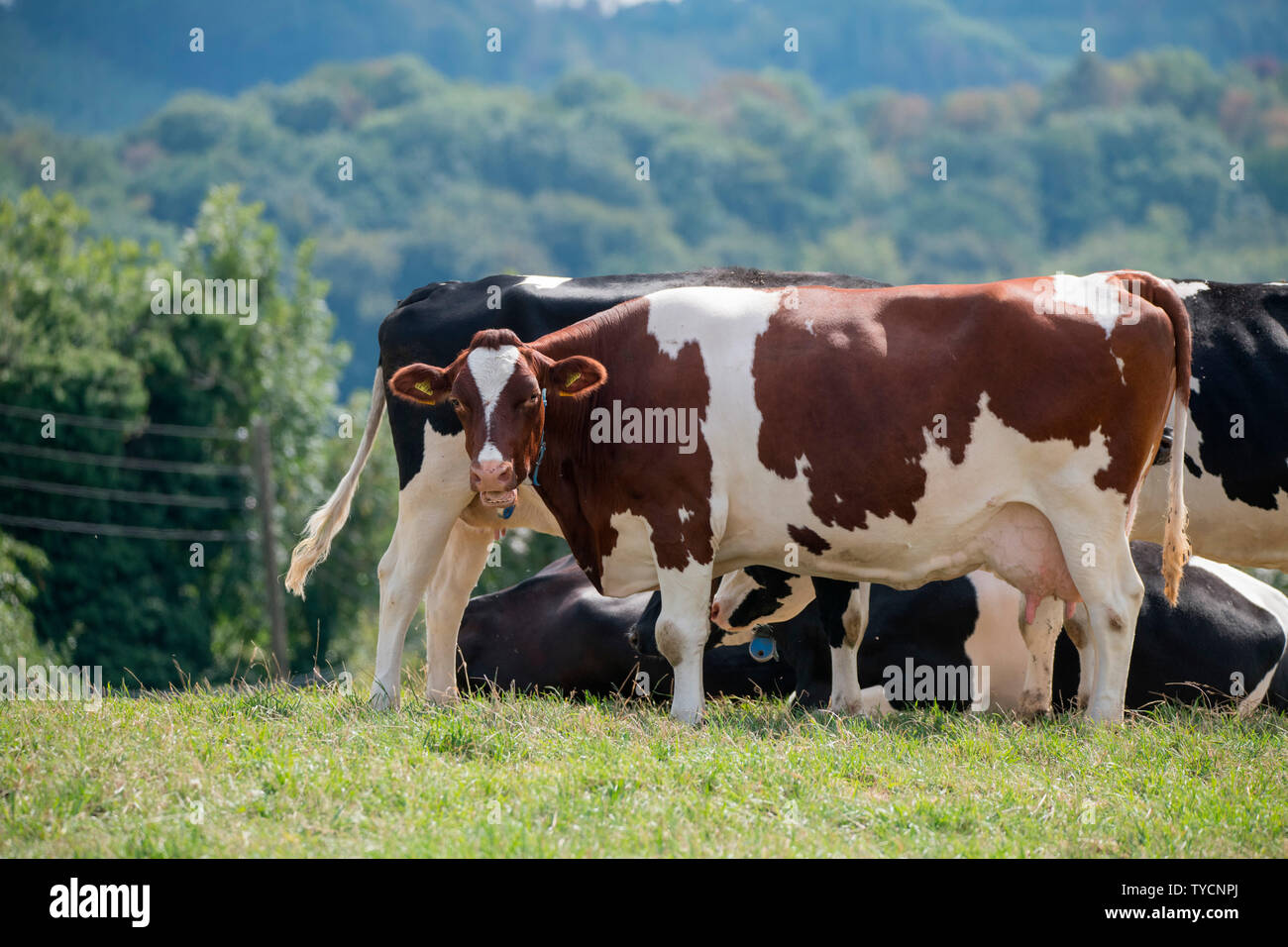 Cattle on pasture, North Rhine-Westphalia, Germany, Europe Stock Photo