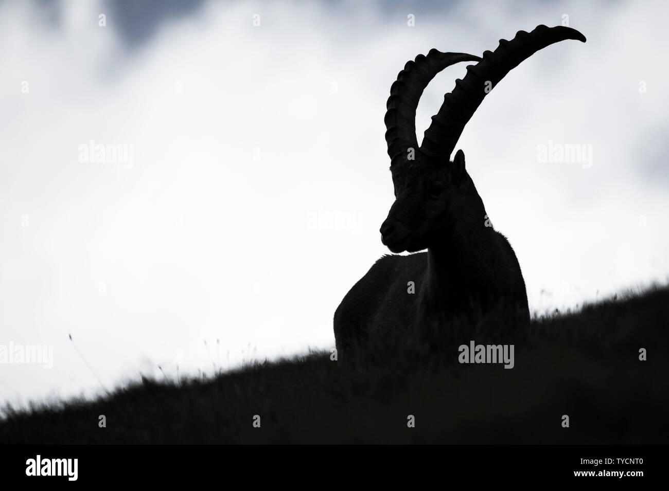 Alpine Ibex, Capra ibex, Hohe Tauern national park, Carinthia, Austria Stock Photo