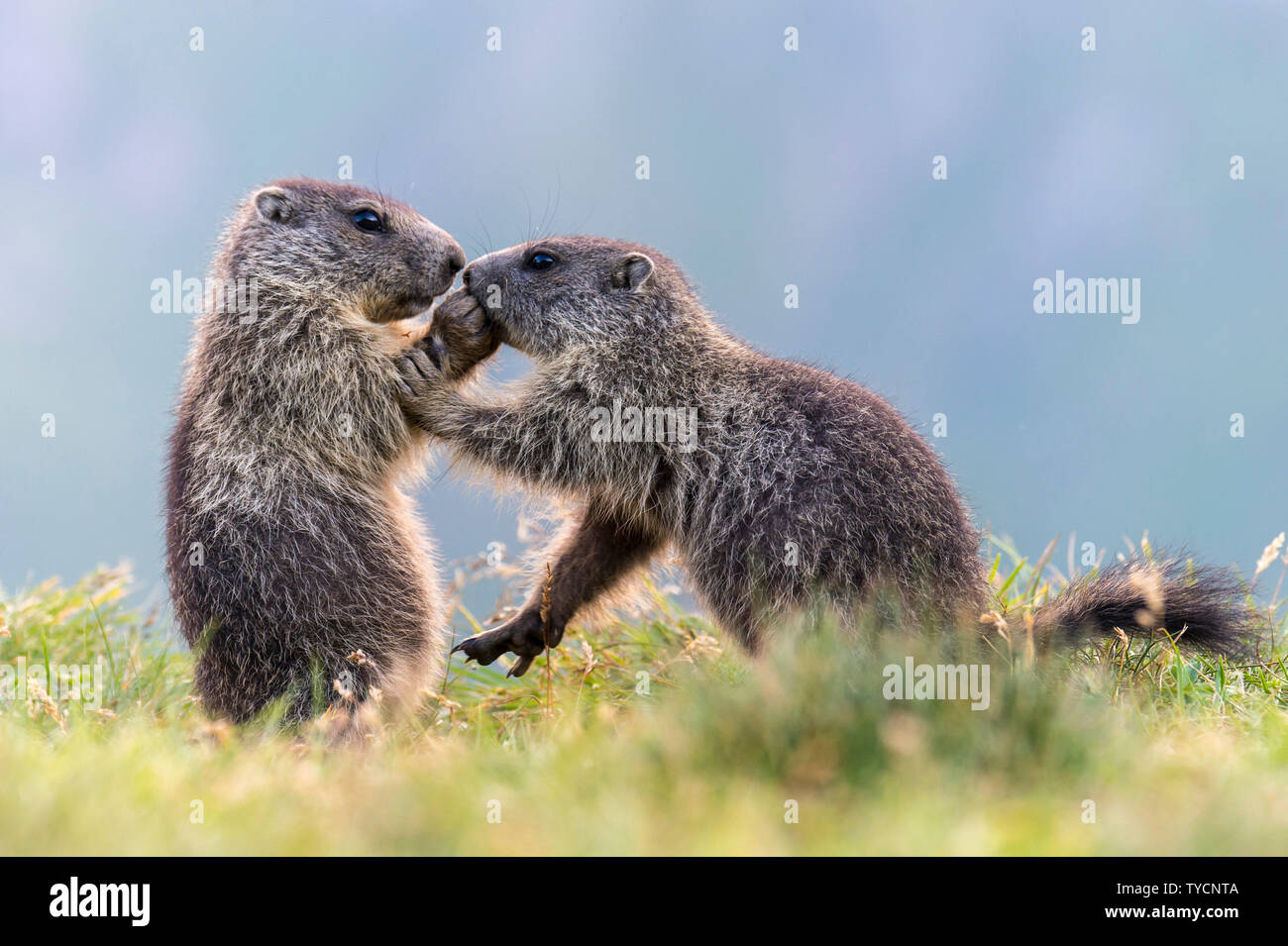 Alpine Marmot, Marmota marmota, Hohe Tauern national park, Carinthia, Austria Stock Photo