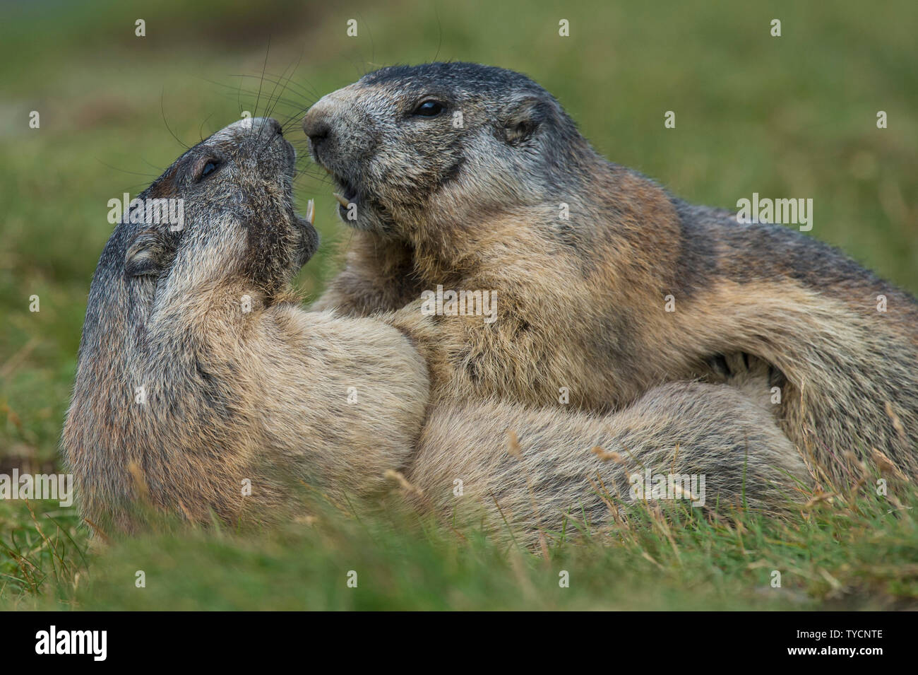 Alpine Marmot, Marmota marmota, Hohe Tauern national park, Carinthia, Austria Stock Photo