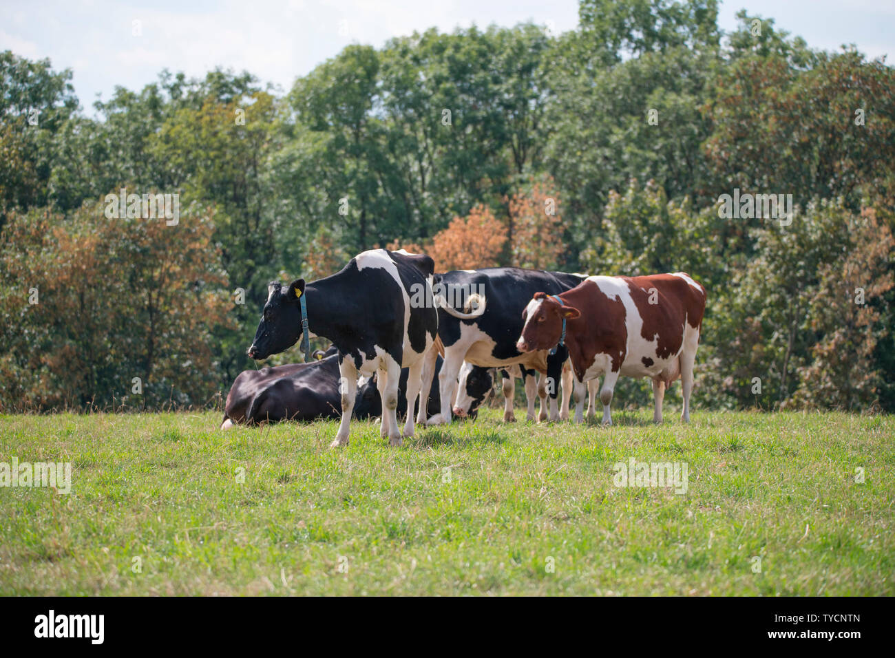 Cattle on pasture, North Rhine-Westphalia, Germany, Europe Stock Photo