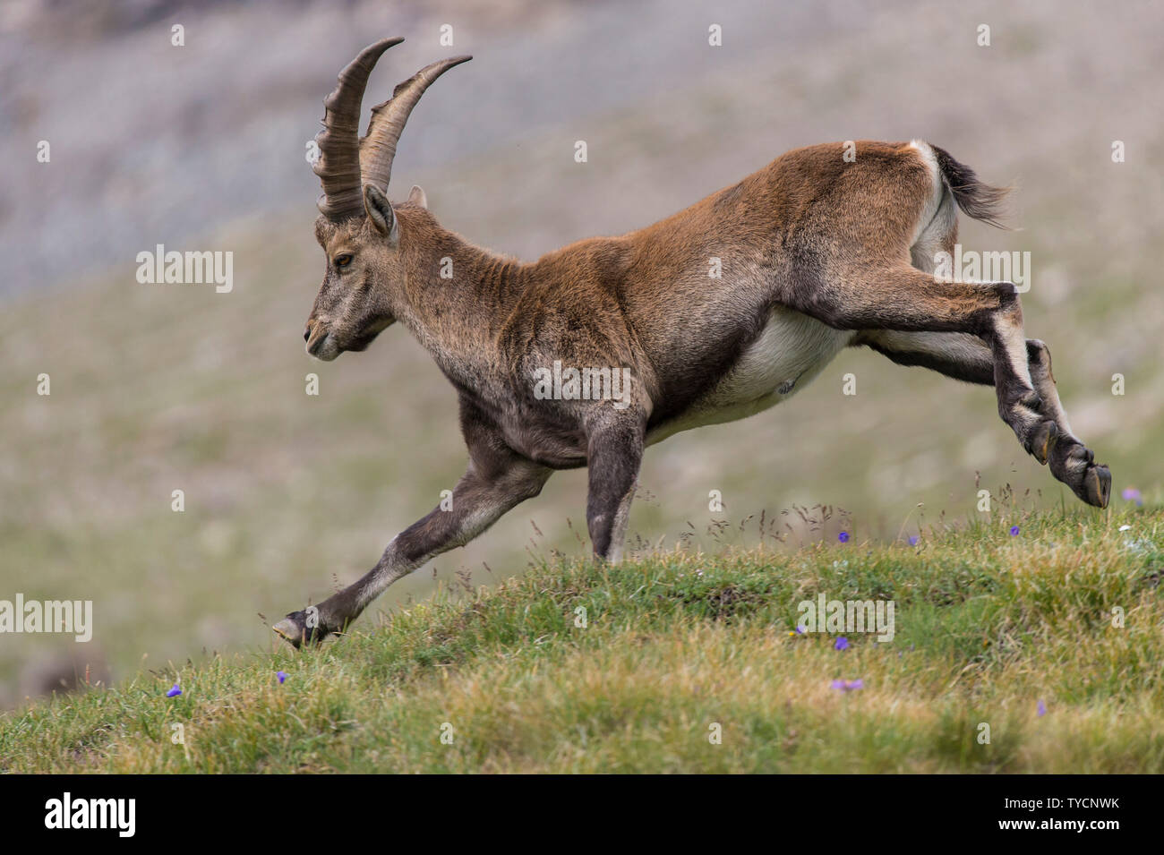 Alpine Ibex, Capra ibex, Hohe Tauern national park, Carinthia, Austria Stock Photo