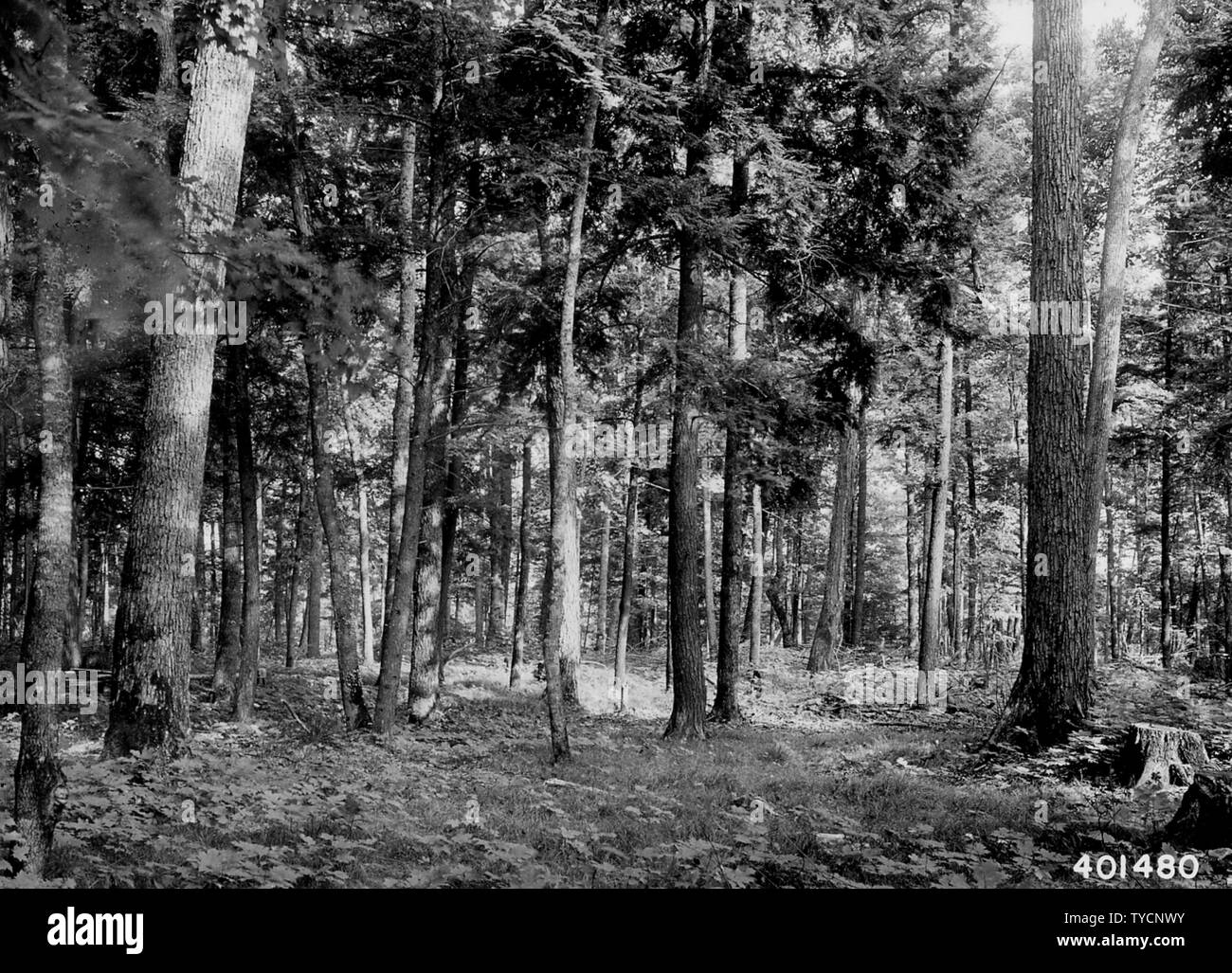 Photograph of Mixed Stand of Basswood, Maple and Yellow Birch After Selective Logging; Scope and content:  Original caption: Mixed stand of basswood, maple and yellow birch after selective logging in which 4500 bd. ft. per acre was cut from stand which originally averaged 10,000 bd. ft. per acre. Note the lopping and scattering of slash. This area was logged in the winter of 19. Stock Photo