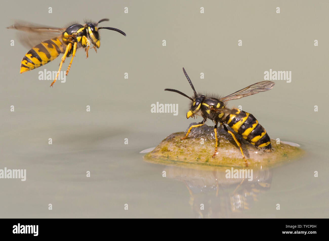 Wasps, Lower Saxony, Germany, Vespula spec. Stock Photo