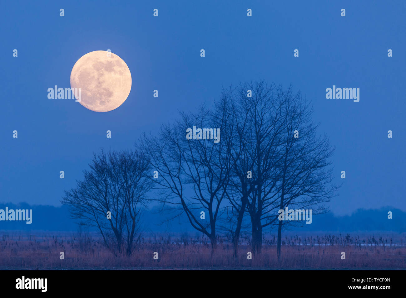 Moonrise, Dummer See, Lower Saxony, Germany Stock Photo