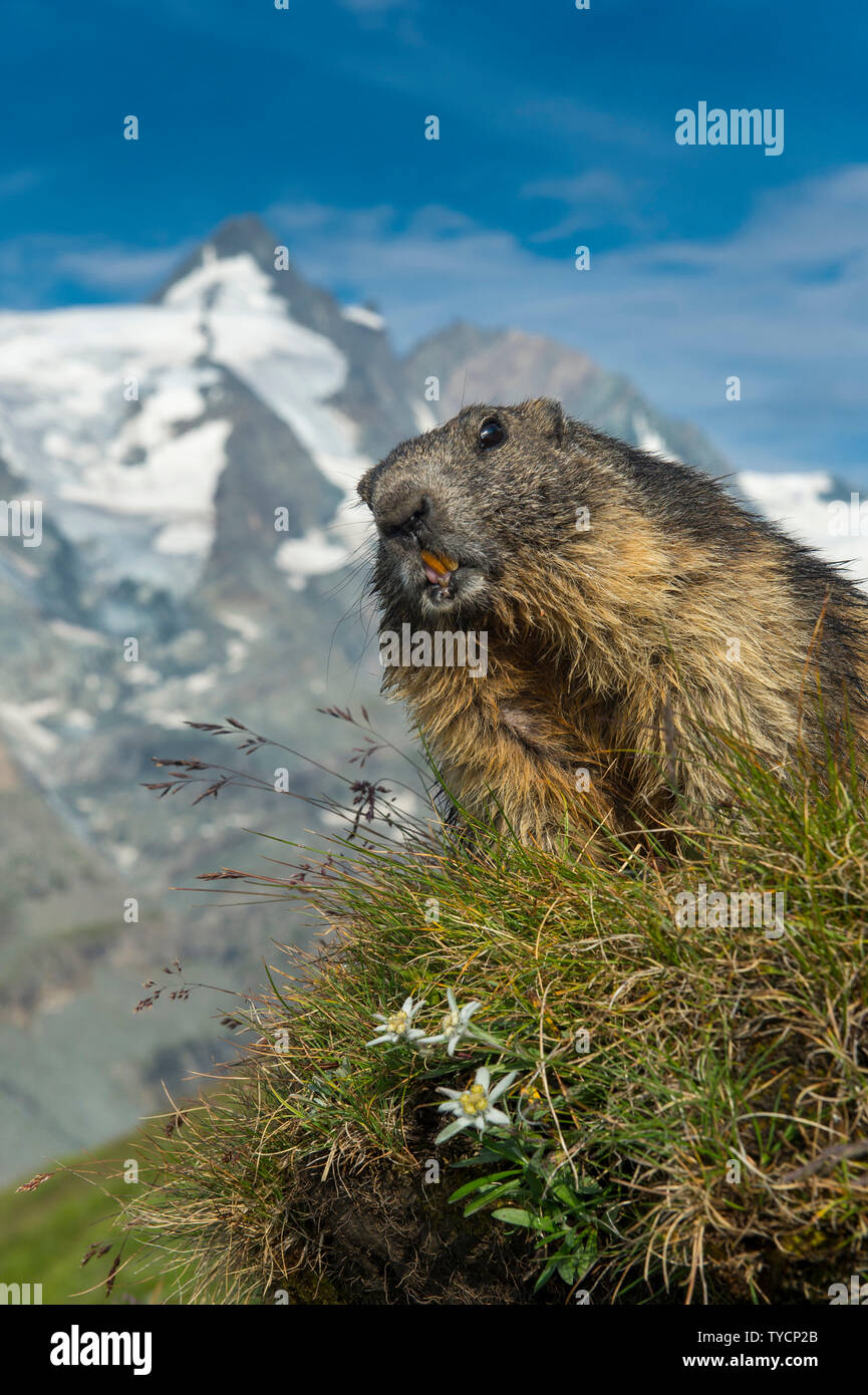 Alpine Marmot, Marmota marmota, Hohe Tauern national park, Carinthia, Austria Stock Photo