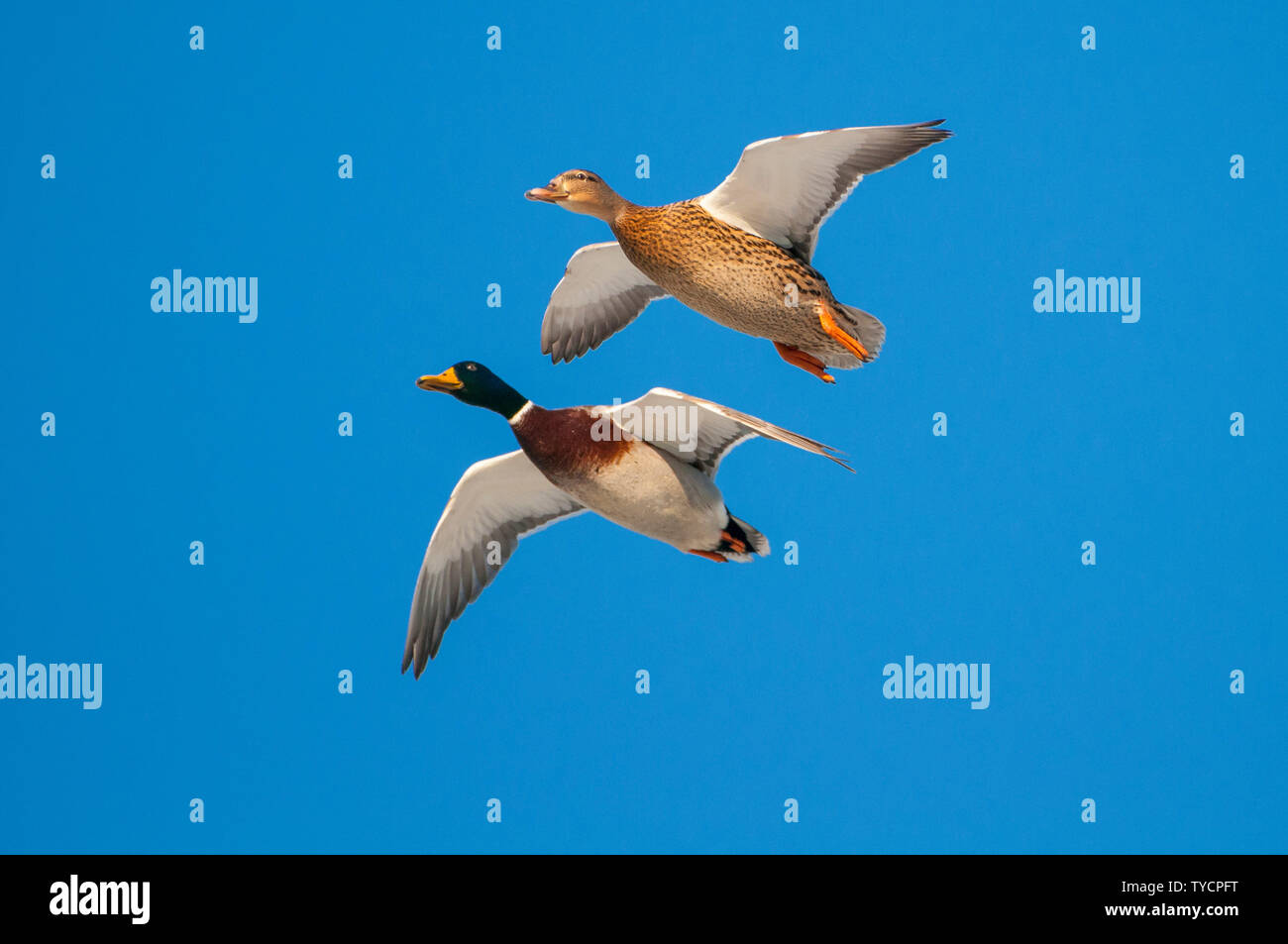 Mallards, Lower Saxony, Germany, Anas platyrhynchos Stock Photo