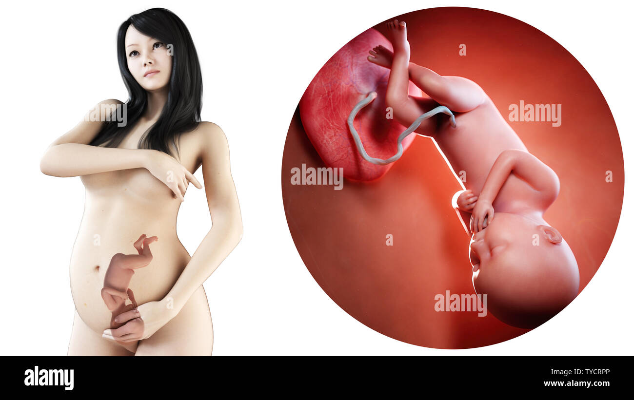 medically illustration of an asian, pregnant woman - week 36 Stock Photo