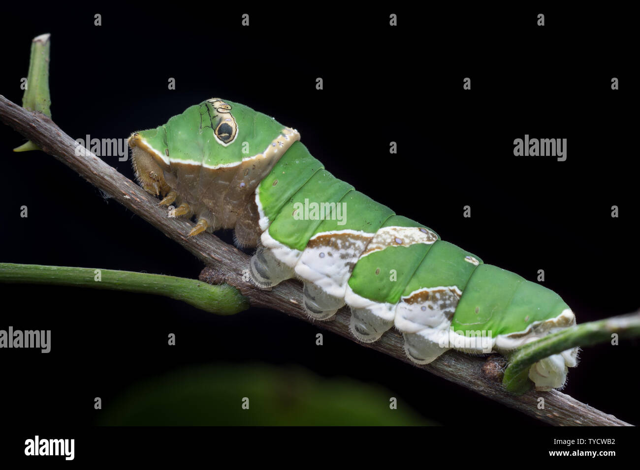 Rainforest Scene Insects Hi-res Stock Photography And Images - Alamy