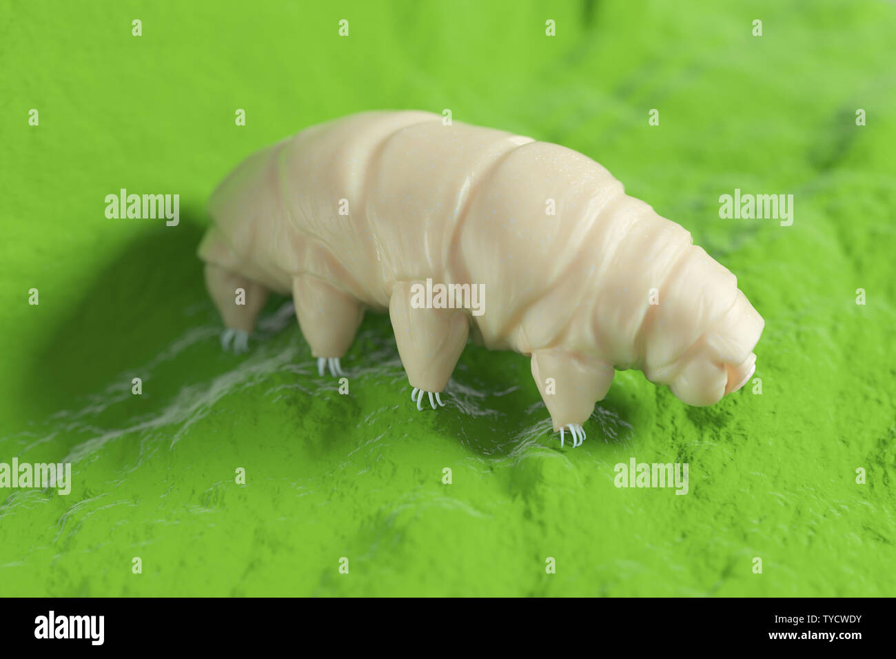 3d rendered medically accurate illustration of a waterbear Stock Photo